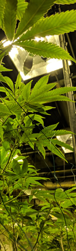 A_commercial_cannabis_grow_facility_InnoDez Commercial Grow Facility