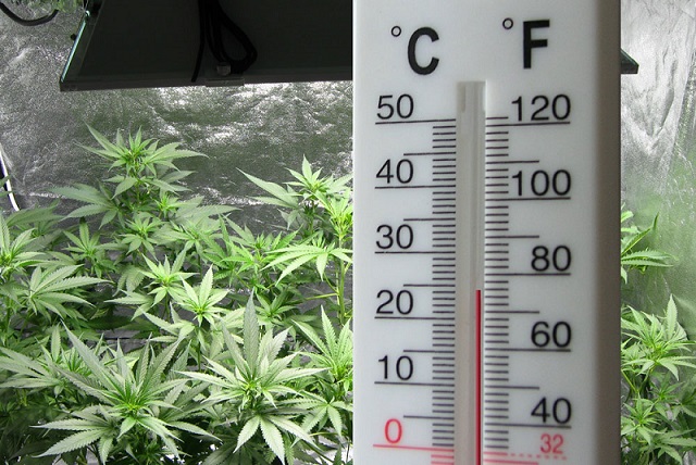 Cannabis Cultivation Heat and Cool Cannabis Cultivation Heat and Cool
