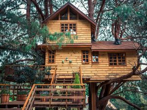 Treehouse-House-Design
