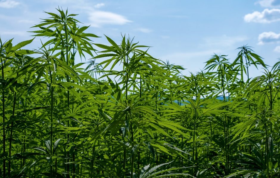 Hemp Cultivation Business