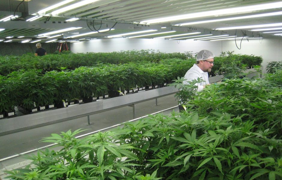 Tips on Commercial Grow Room Design