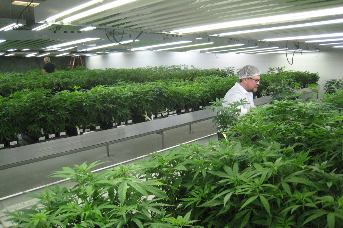 Tips on Commercial Grow Room Design