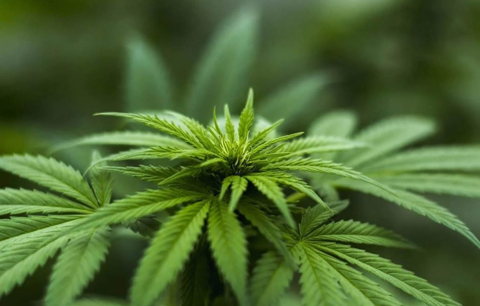 INDOOR CULTIVATION VS GREENHOUSE VS OUTDOOR CULTIVATION - Advantages & Disadvantages