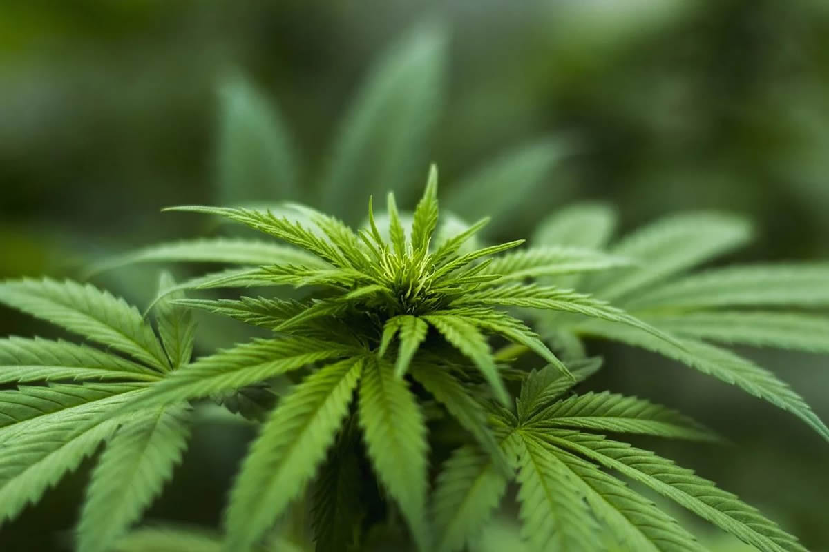 INDOOR CULTIVATION VS GREENHOUSE VS OUTDOOR CULTIVATION - Advantages & Disadvantages