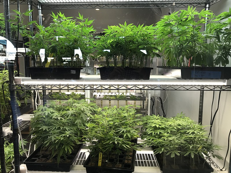 Marijuana Business License