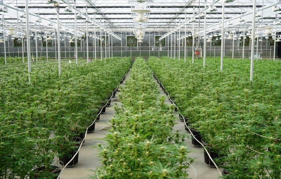 GREENHOUSE ADVANTAGES, & TIPS TO CONSIDER IN DESIGN & BUILD