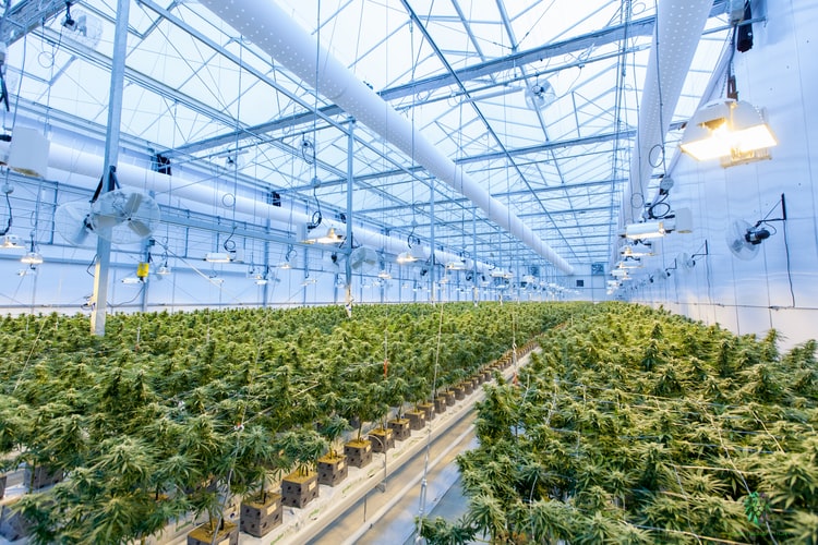 HVAC Design for Cannabis Cultivation Facility.