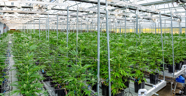 HVAC Design and Cultivation