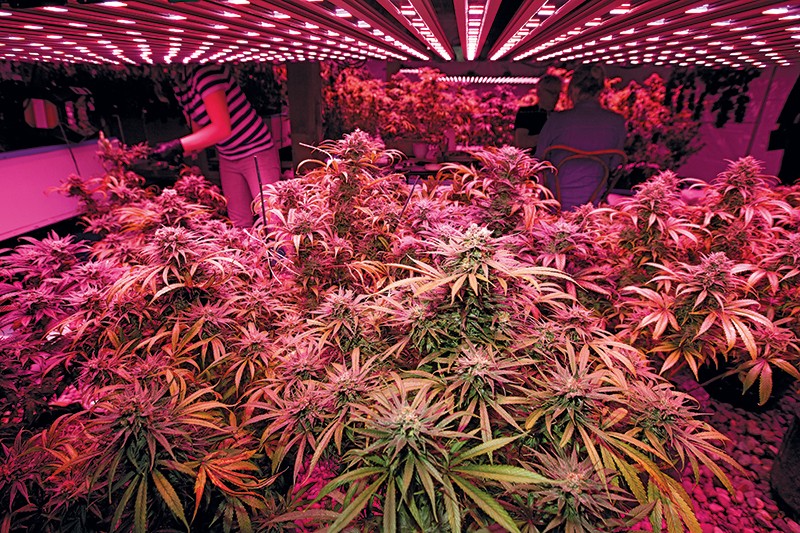 Cannabis Cultivation