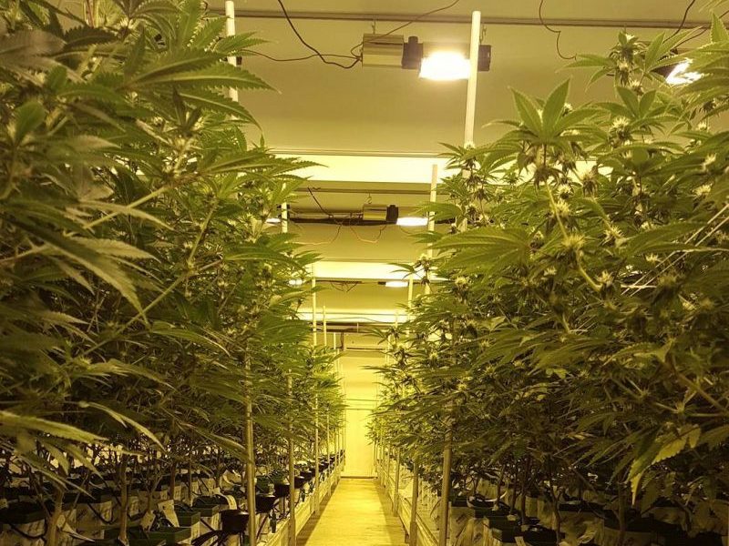 MEP for Cannabis Cultivation