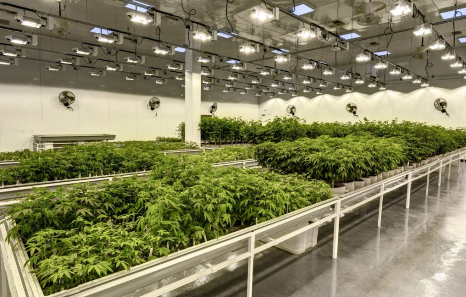 1_Cannabis_Facility_MEP_Design