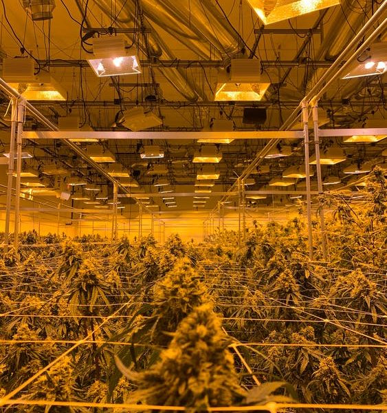 Cannabis Cultivation MEP