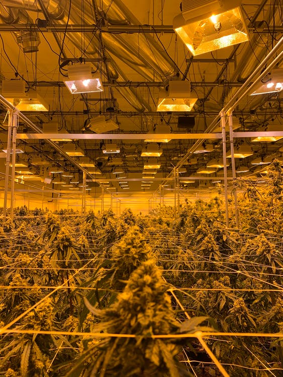 Cannabis Cultivation MEP
