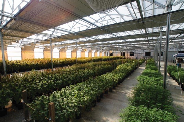 Cannabis Greenhouse Design Engineering